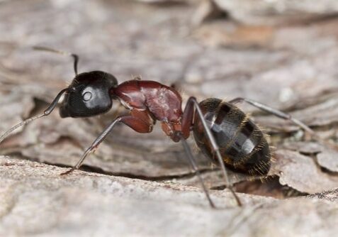 Carpenter Ants