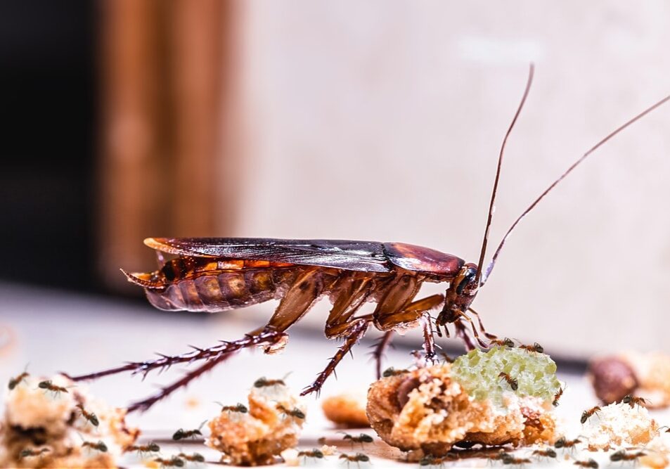 homemade red cockroach eating dirt on the dirty floor