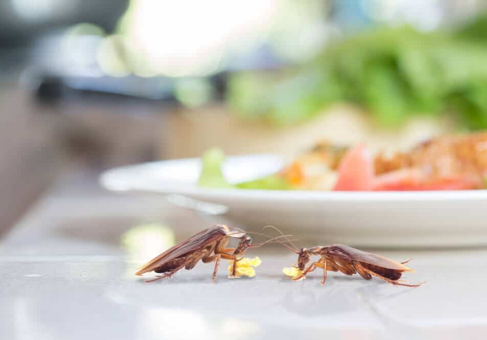 Cockroach eating wheat bread on dining table