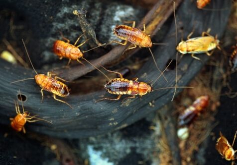 Turkestan cockroach (Blatta lateralis), also known as the rusty red cockroach. Wild life animal.