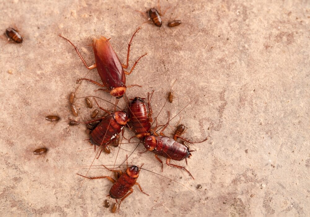 Cockroaches under the floor.