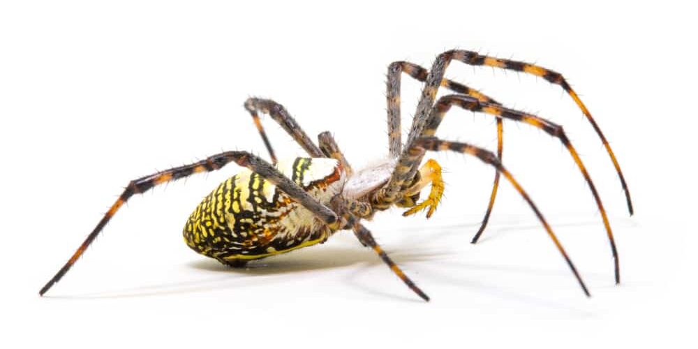 Colorful,Spider,On,White,Background,,Close,Up,Photo.,Yellow,Black