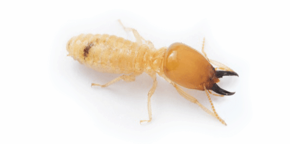 Eastern Subterranean Termites