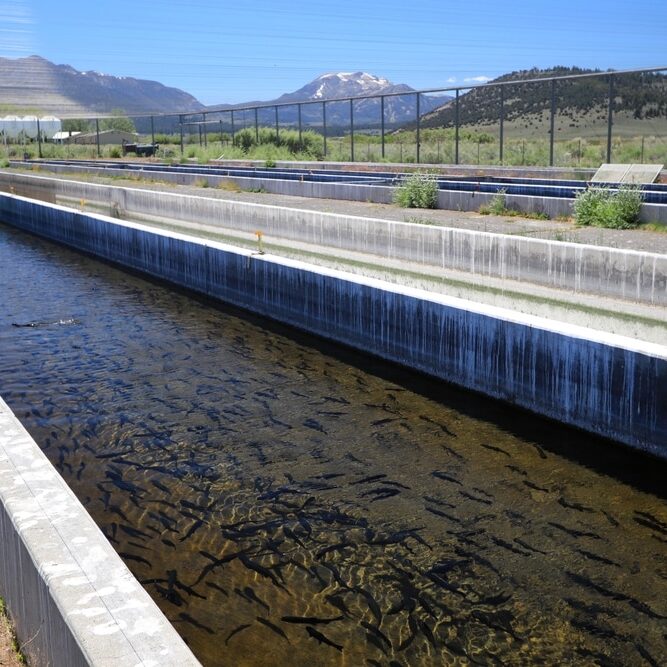 Rainbow trout (Oncorhynchus mykiss) at Hot Creek Fish Hatchery