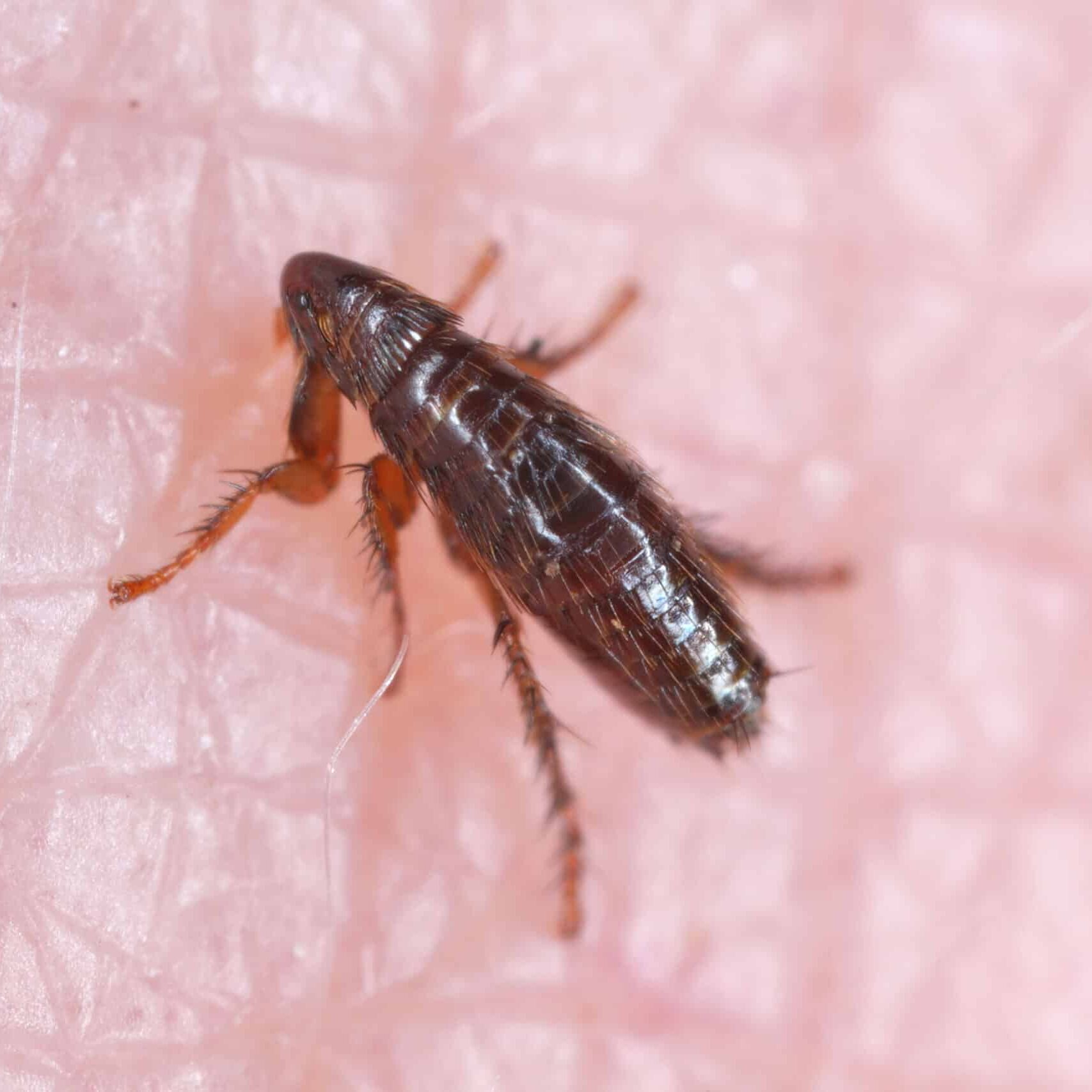 Emtec Pest Control of Tulsa Fleas and Ticks