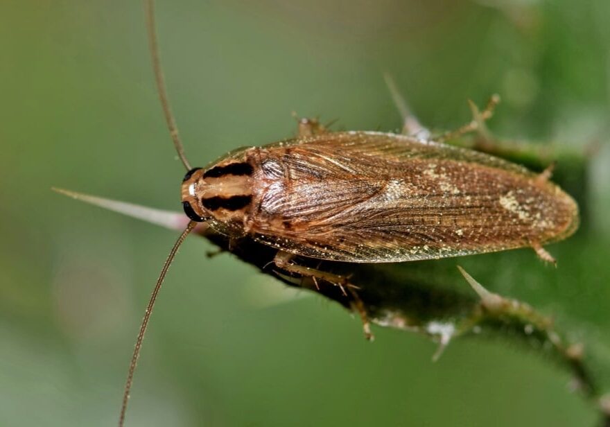 German cockroach (Blattella germanica) on a thistle leaf