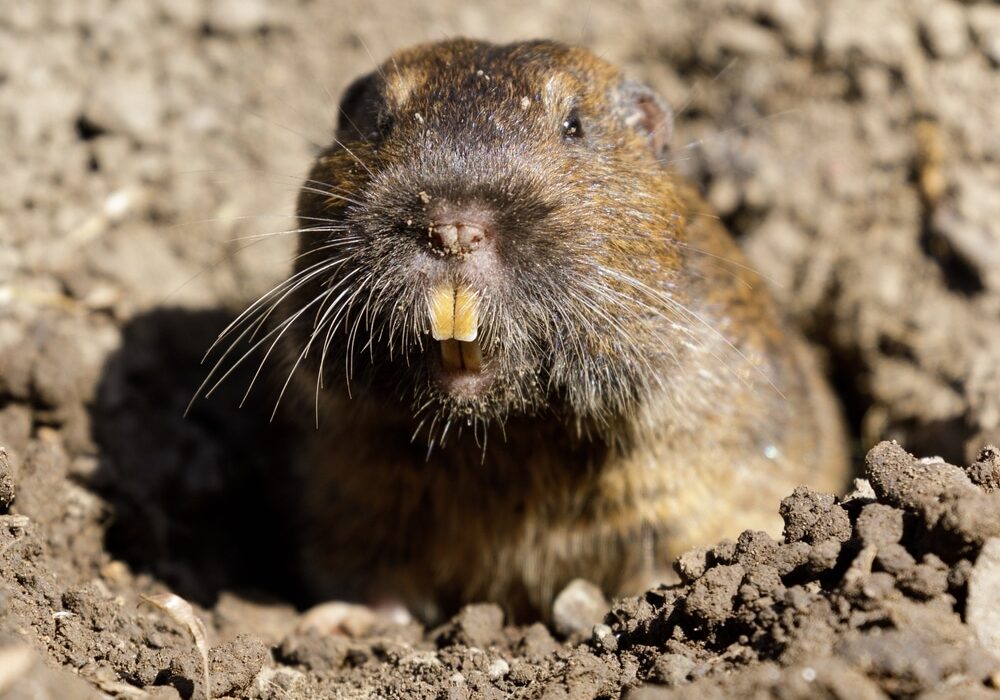 Curious Botta's Pocket Gopher peeking out of burrow