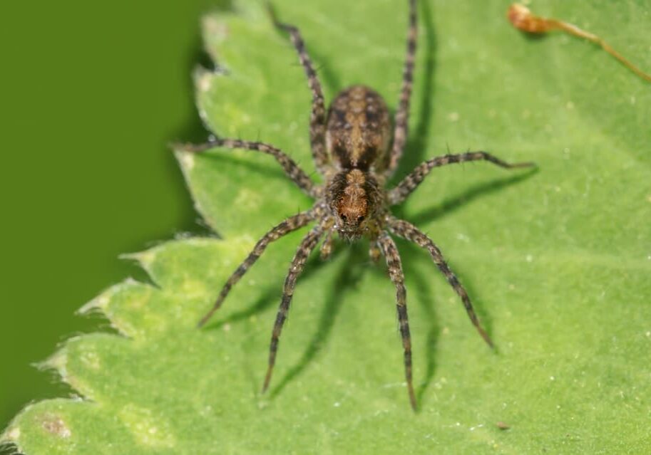 Extreme close up shot of Hobo Spider on a leaf