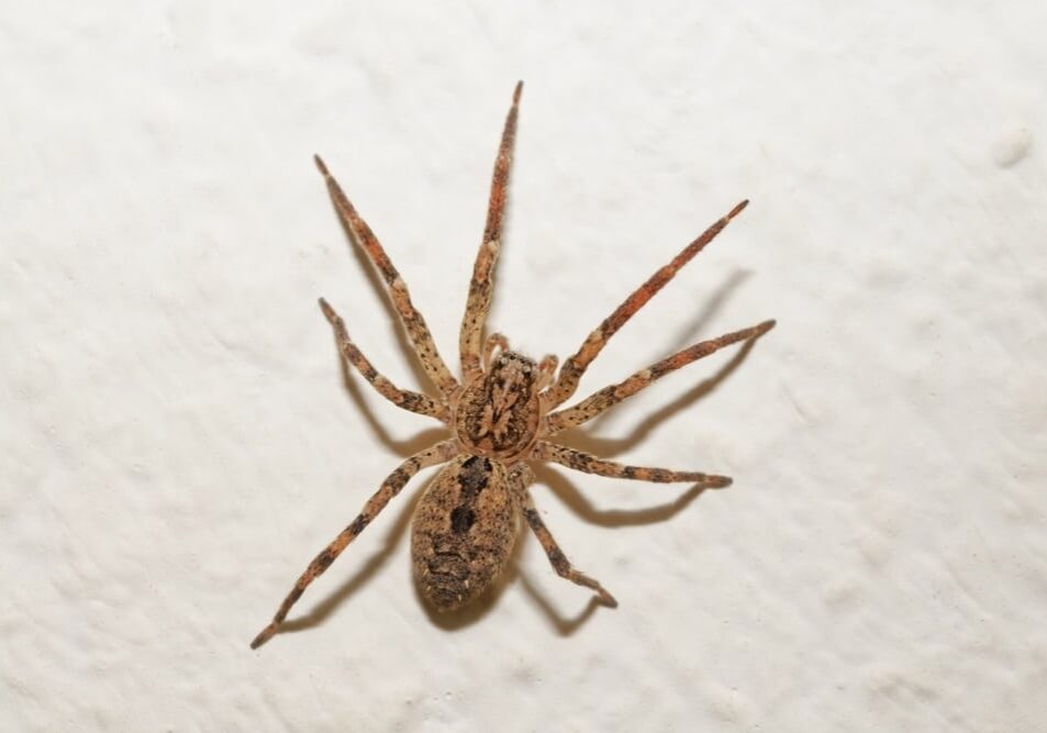 Big hairy Hobo spider (Eratigena agrestis) on the ceiling