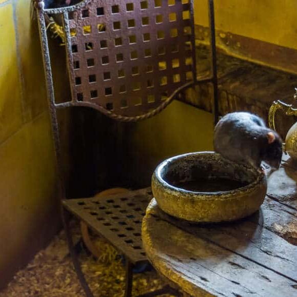 Inside Pest
