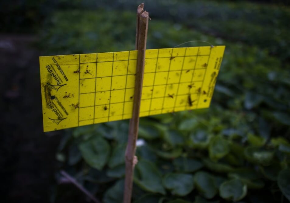 Integrated Pest Management Technology including Pheromone