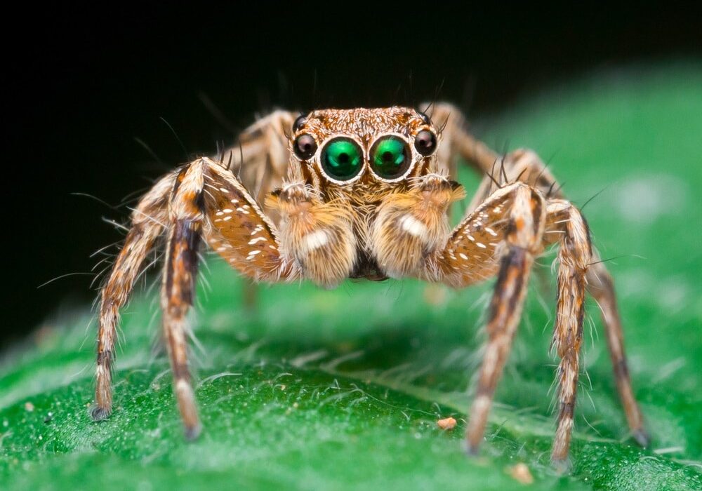 Jumping spider on a leaf