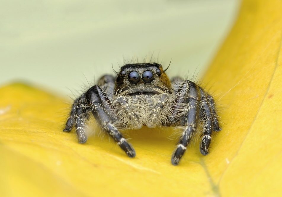 Jumping spider on a leaf