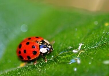 Lady Bug on the leaf