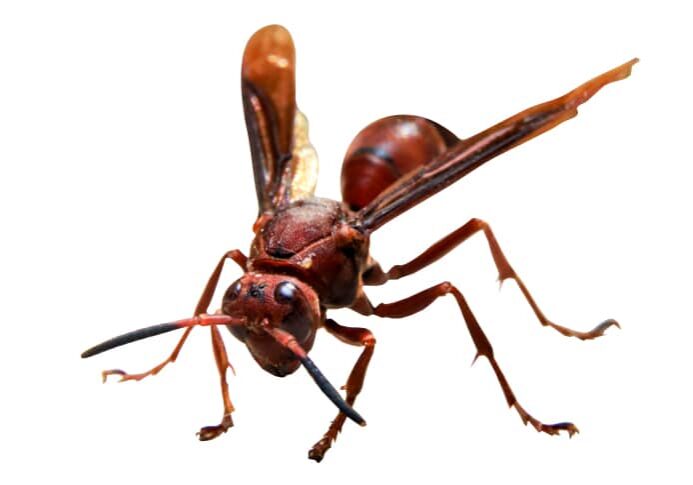 Mahogany wasp