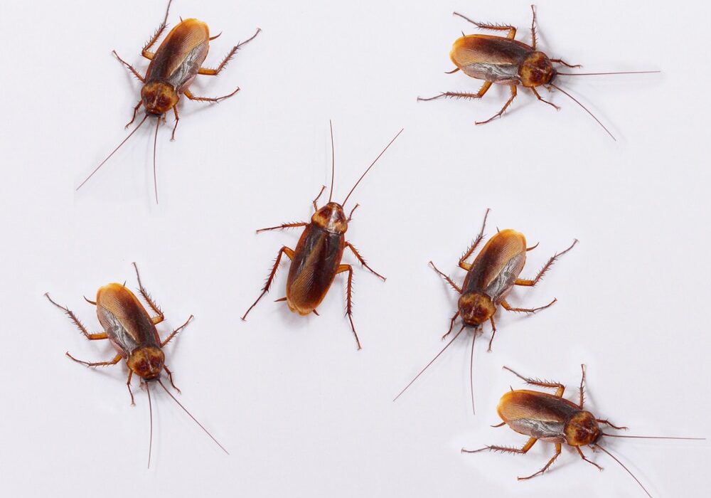 Many cockroaches