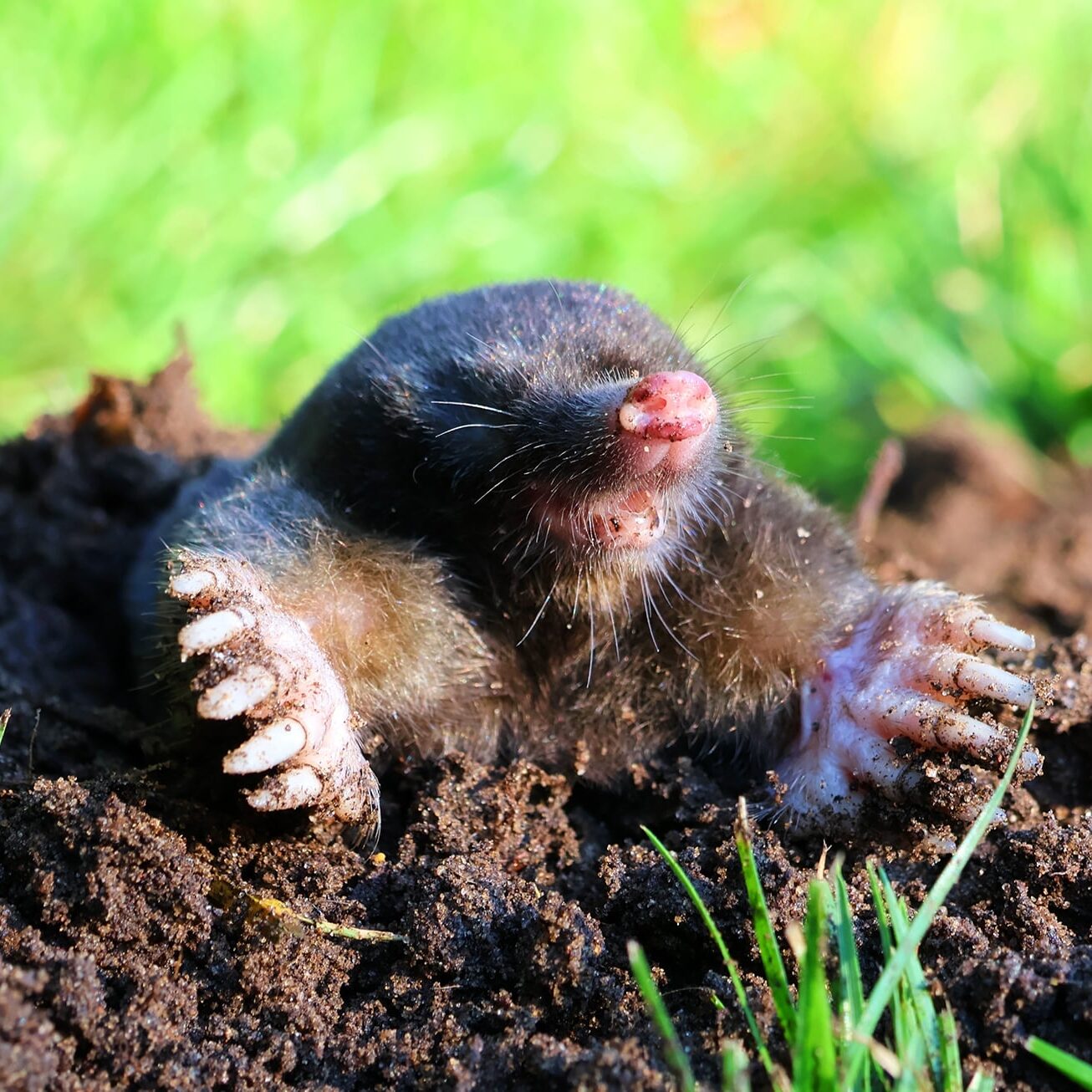 Mole in a molehill in the garden
