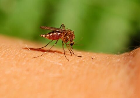 mosquito drinks human blood on green background