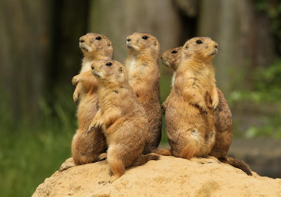 Group of prairie dogs