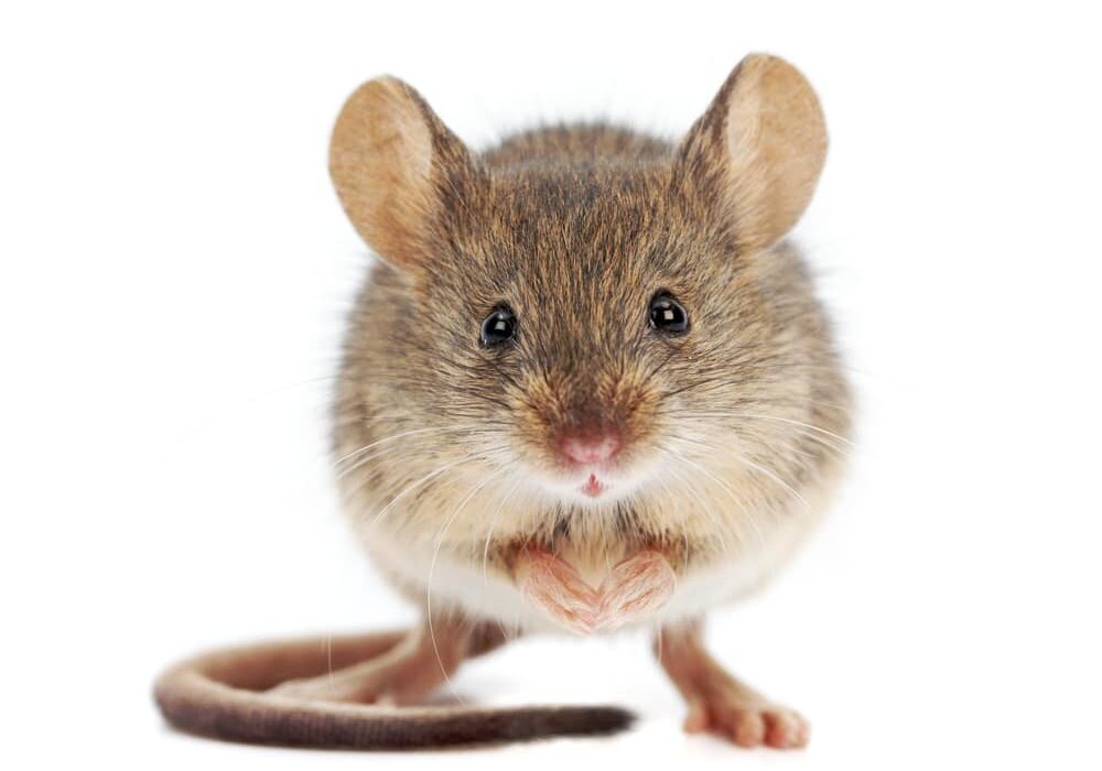 House mice standing
