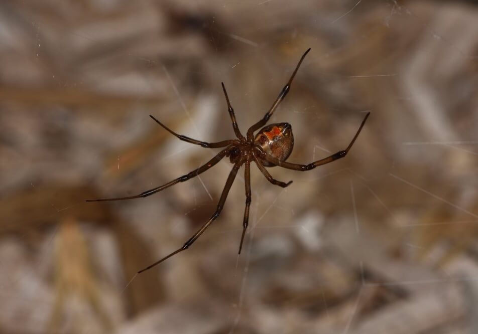 Brown Widow or House Button spider