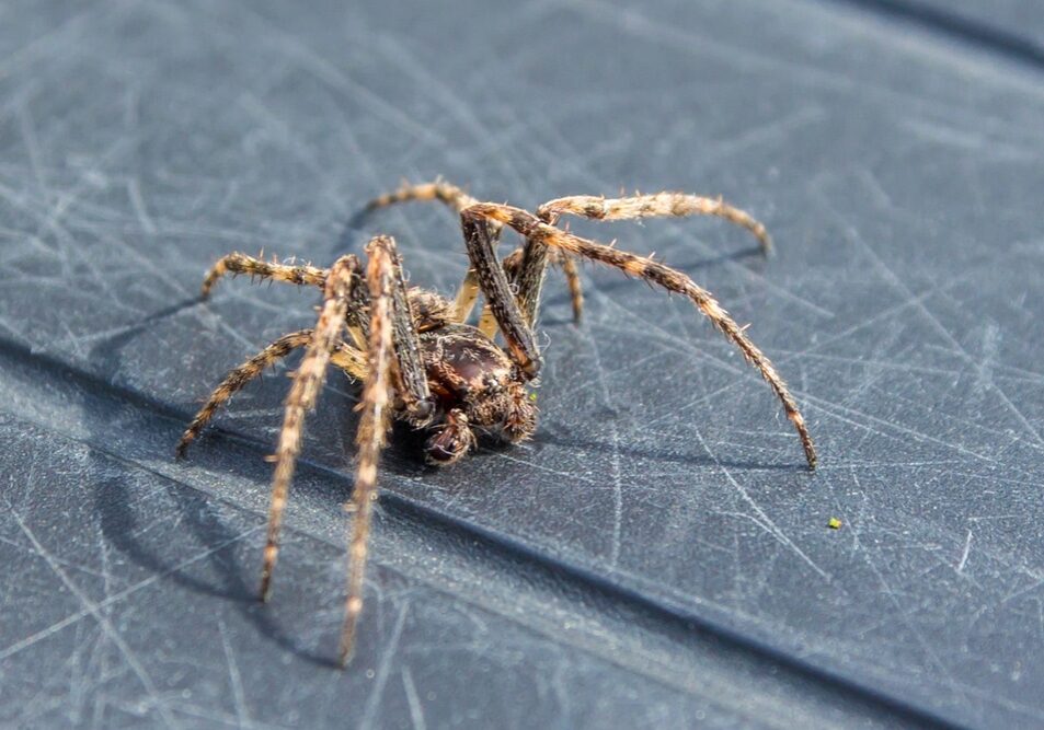 common house spider becoming active