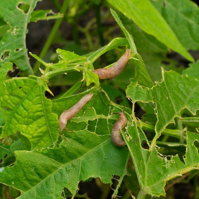 Many snails destroy the leaves of kidney beans in summer garden as pest illustration