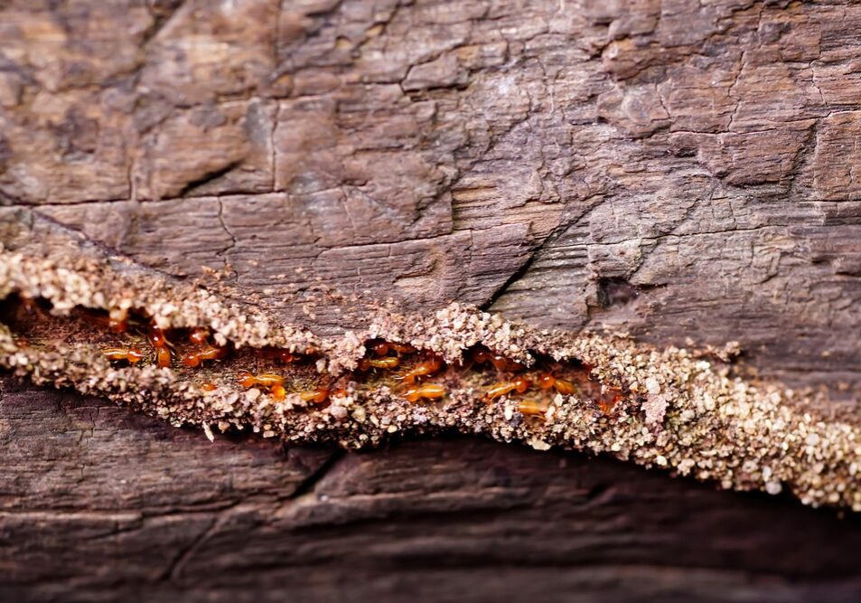 Termites repairing tunnels on pillars of wooden houses