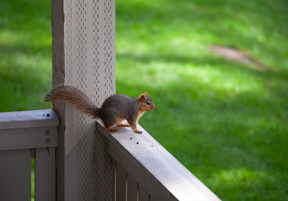 wild squirrel in yard