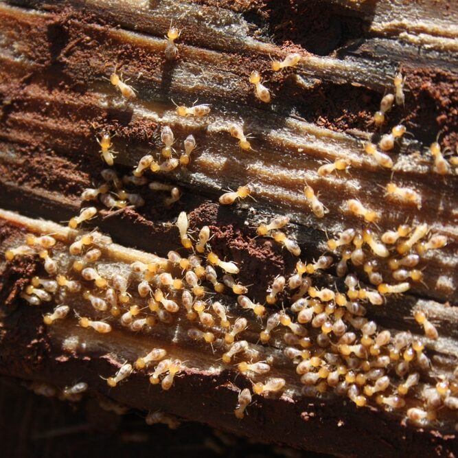 Tiny pale brown termites eating the underside of a wooden plank that was lying on damp ground