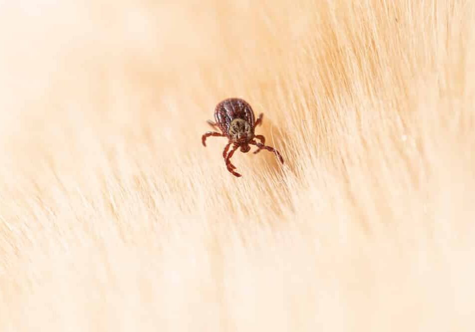 tick hiding in dog fur