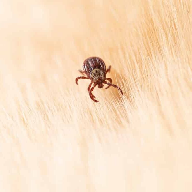tick hiding in dog fur