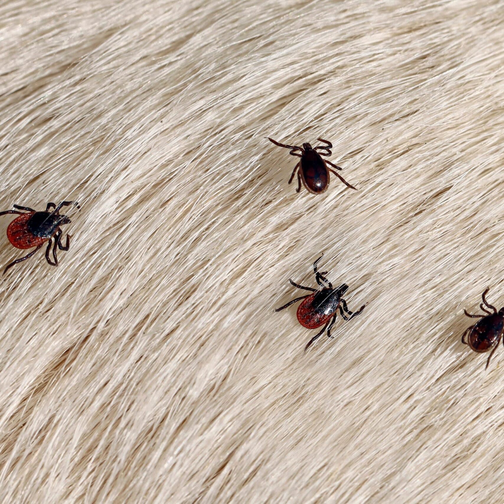 Emtec Pest Control of Tulsa Fleas and Ticks