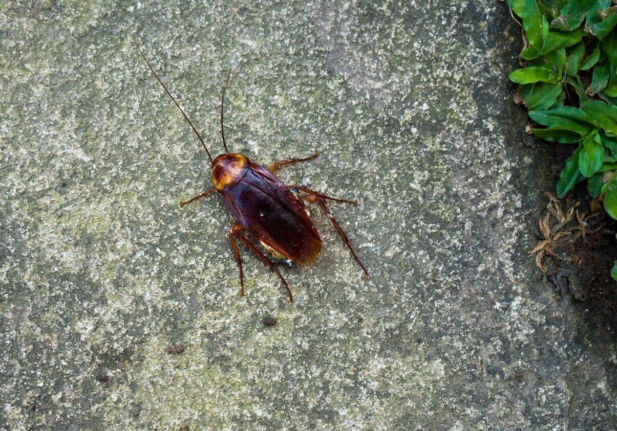 The American cockroaches bug