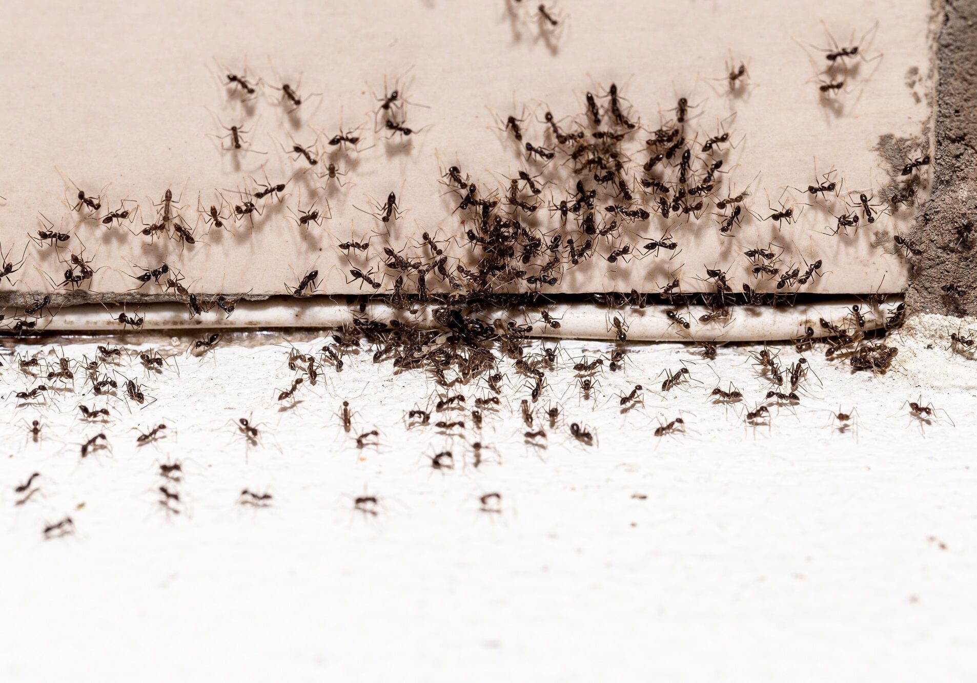 hole and crack in the wall with ant infestation