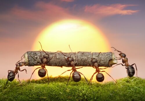 Team of ants carry log on sunset, teamwork concept