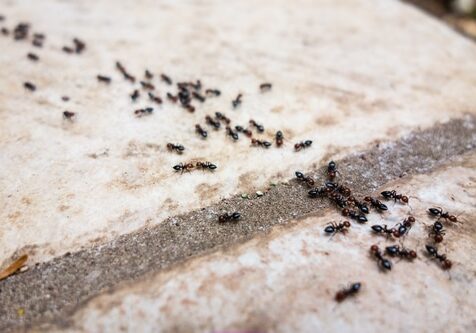 Ant's line