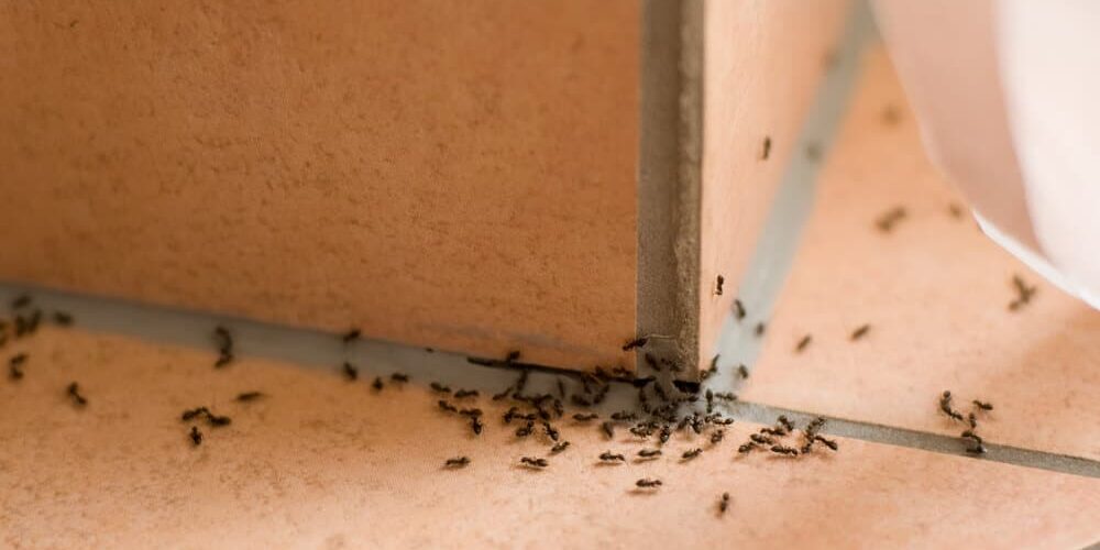 Ants pest inside of home