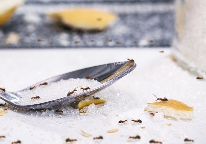 ants on sugar spoon on the table