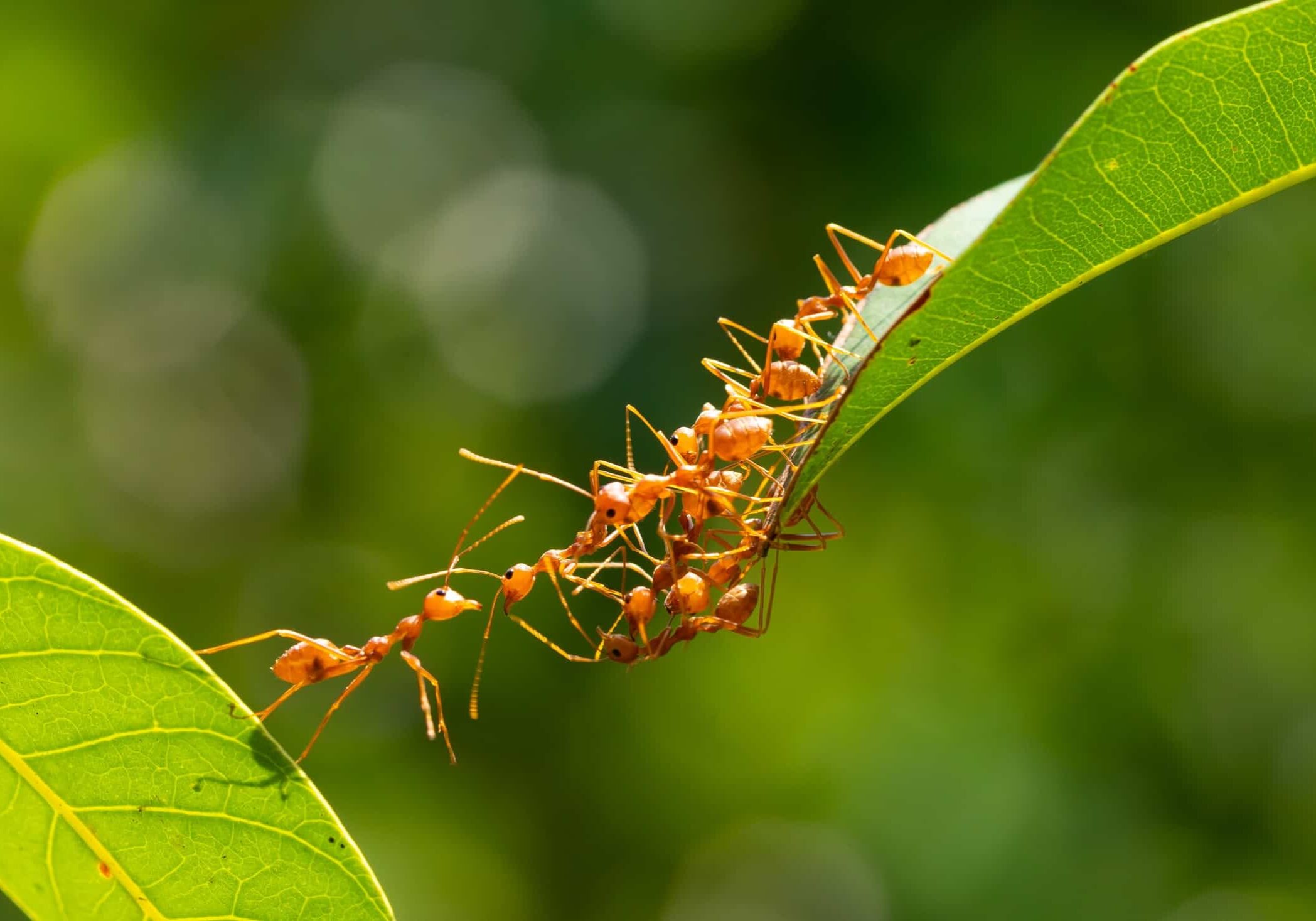 Ant bridge on a leaves