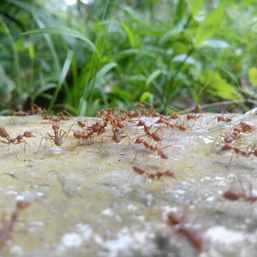 Ants Walking
