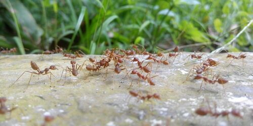Ants Walking