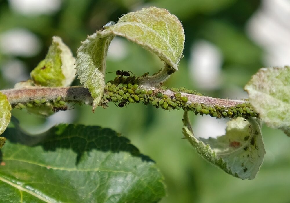 Close-up of Aphid colony