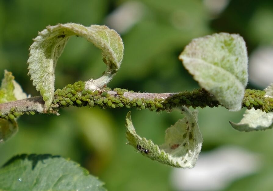 Close-up of Aphid colony - Aphididae and ants - on aple tree leaf.