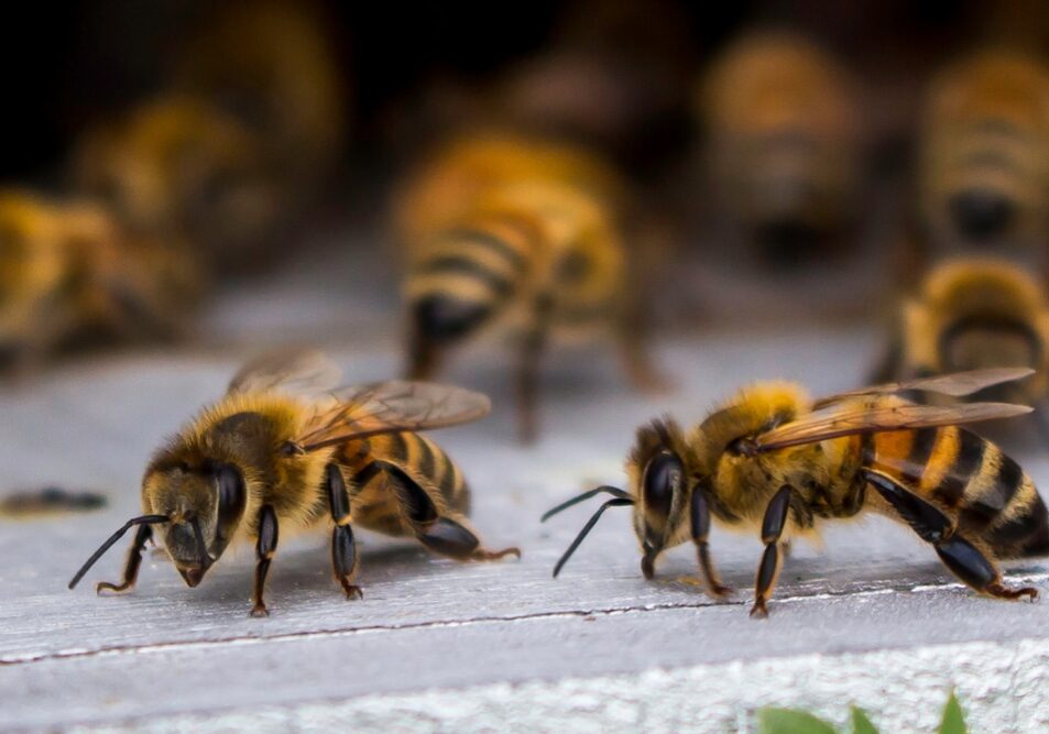 Honey bees at coming and going at the hive