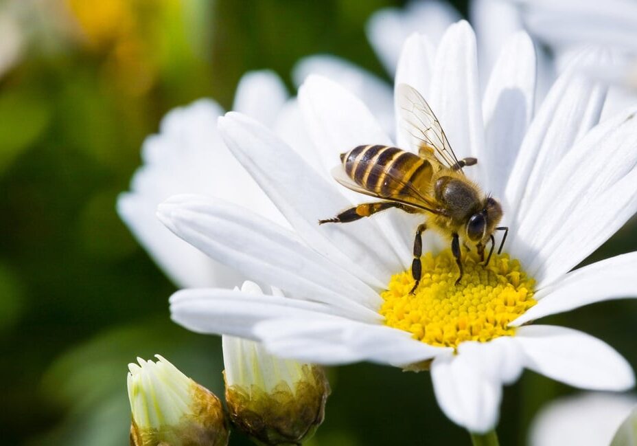 Spring single daisy flower and bee