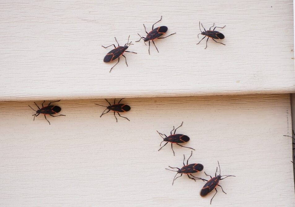 Boxelder bugs or Boisea trivittata cling to the walls of a house during the fall season in America