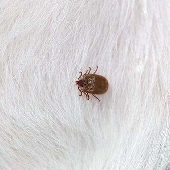 Big Tick on a dog
