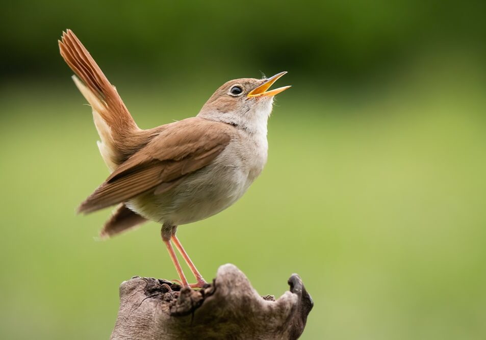 Common Nightingale (Luscinia megarhynchos), beautiful small orange songbird