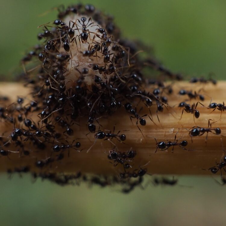 black ants carry food to nest